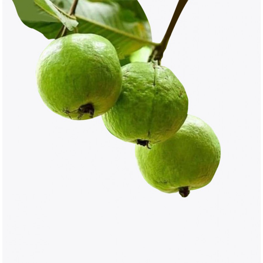 1KG Guava / 1 KG జామ(Grafted)