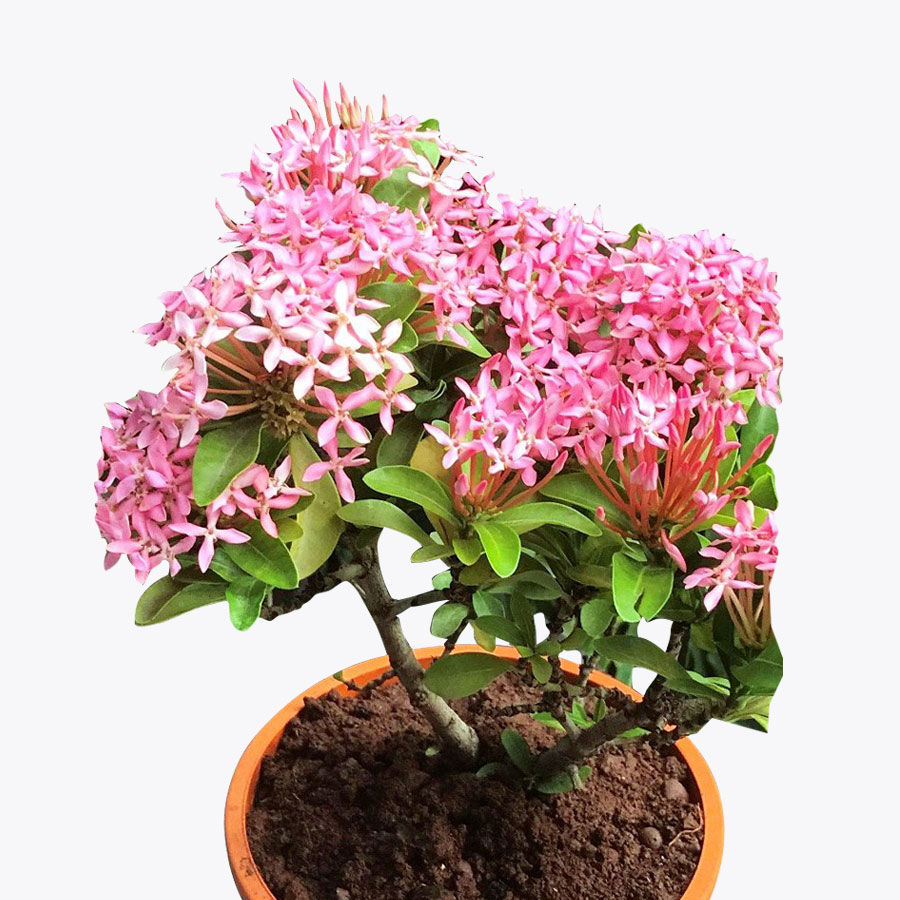 Ixora Dwarf Plant/ నూరువరహాలు మొక్క
