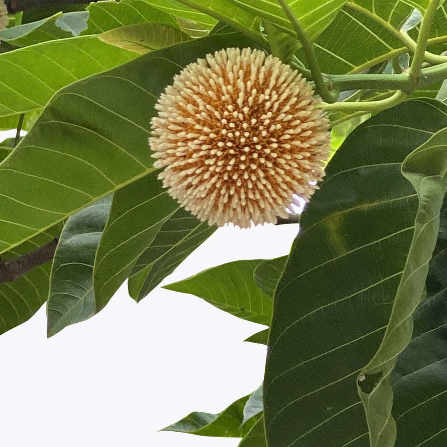 Kadamba plant / కదంబ మొక్క