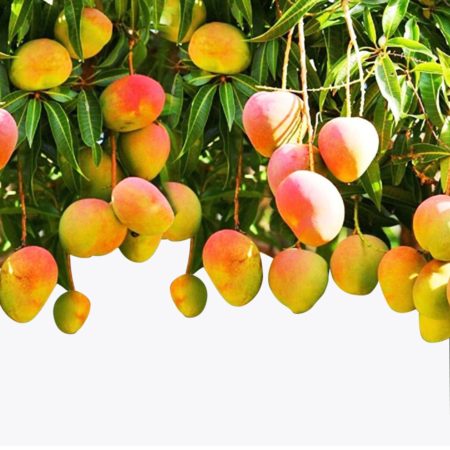 All Season Mango / బారామాసి మామిడి(Grafted)