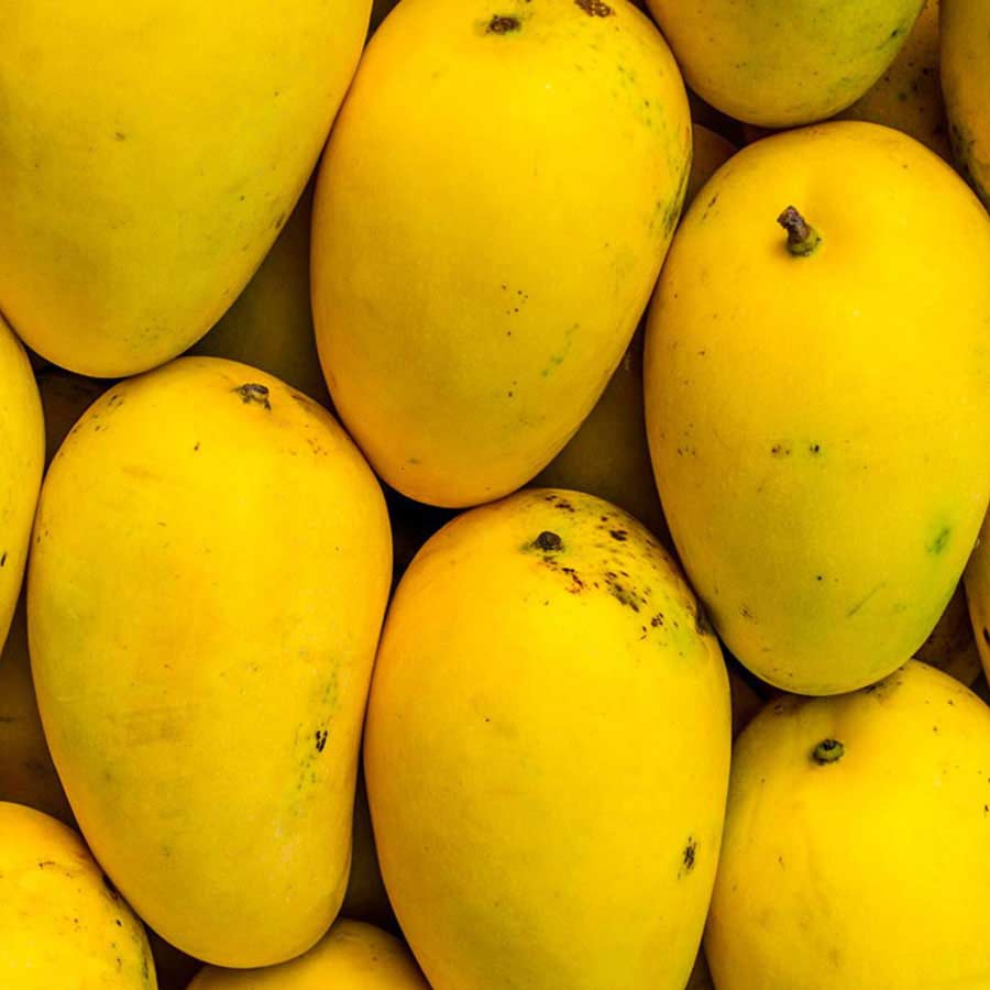 Banganpalli Mango Plant / బంగింపల్లి మామిడి మొక్క(Grafted)