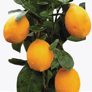 Hybrid Lemon Plant / హైబ్రిడ్ నిమ్మ మొక్క(Grafted)