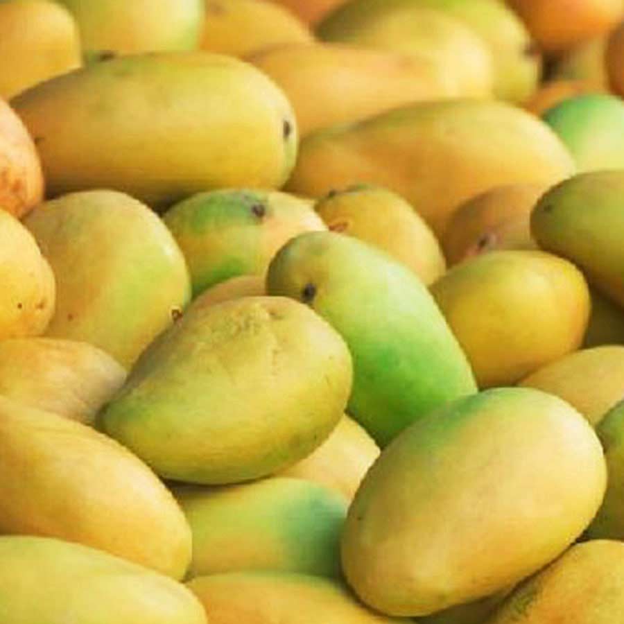 Kesari Mango / కేసరి మామిడి