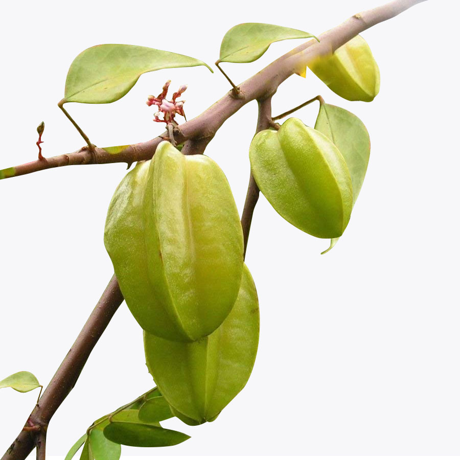 Star fruit(sweet)(Grafted)