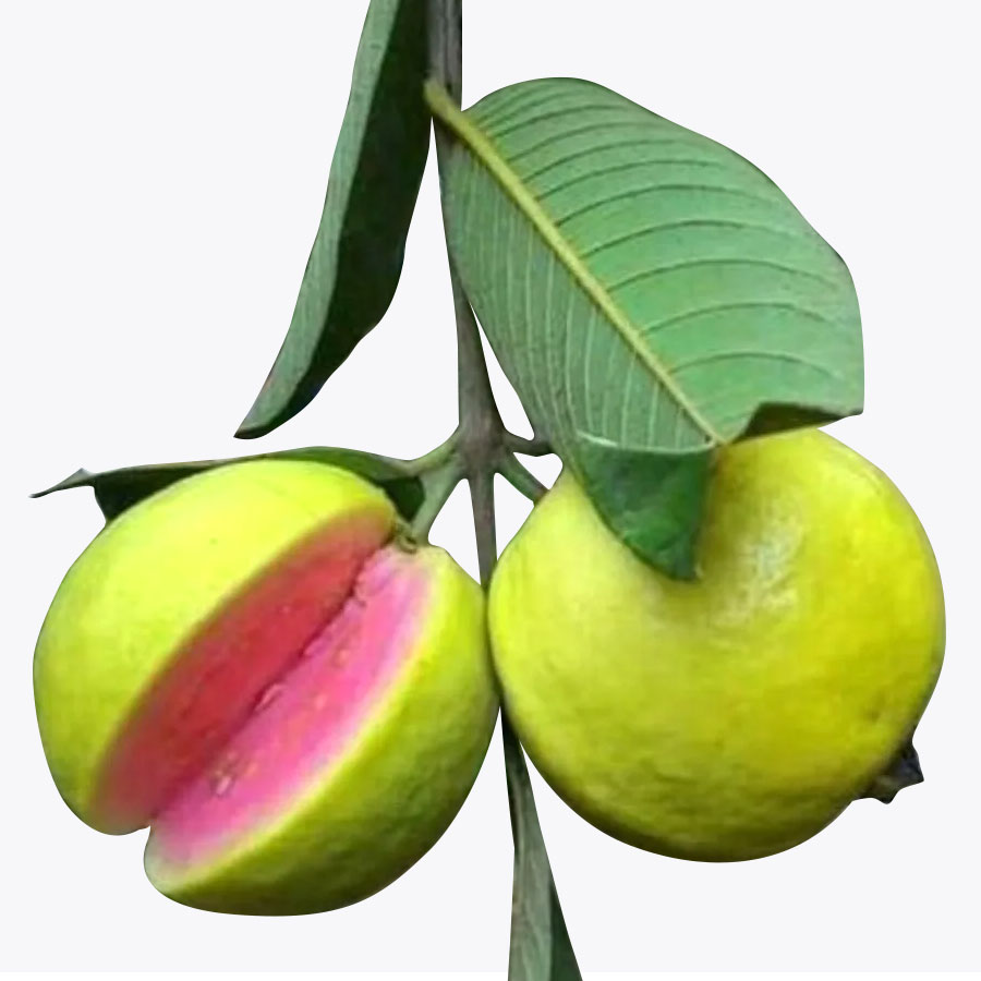 Thai Guava-Pink Plant(Grafted)