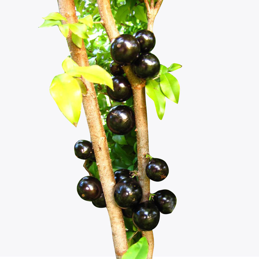 Jaboticaba Plant
