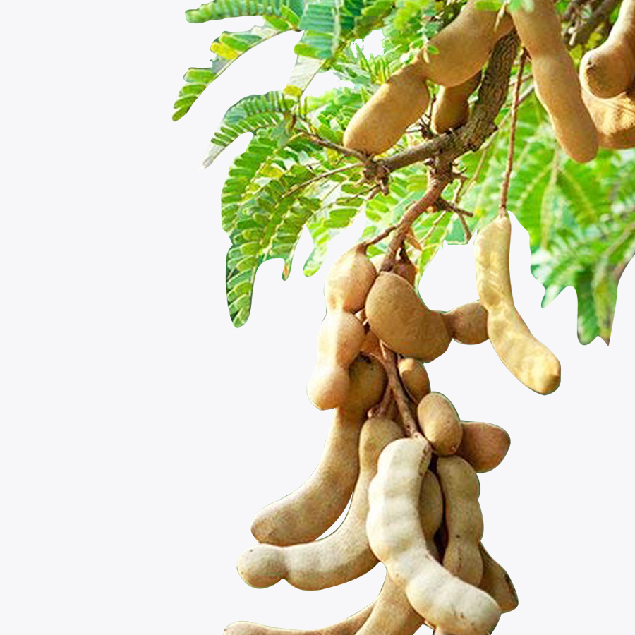 Sweet Tamarind Plant(Grafted)