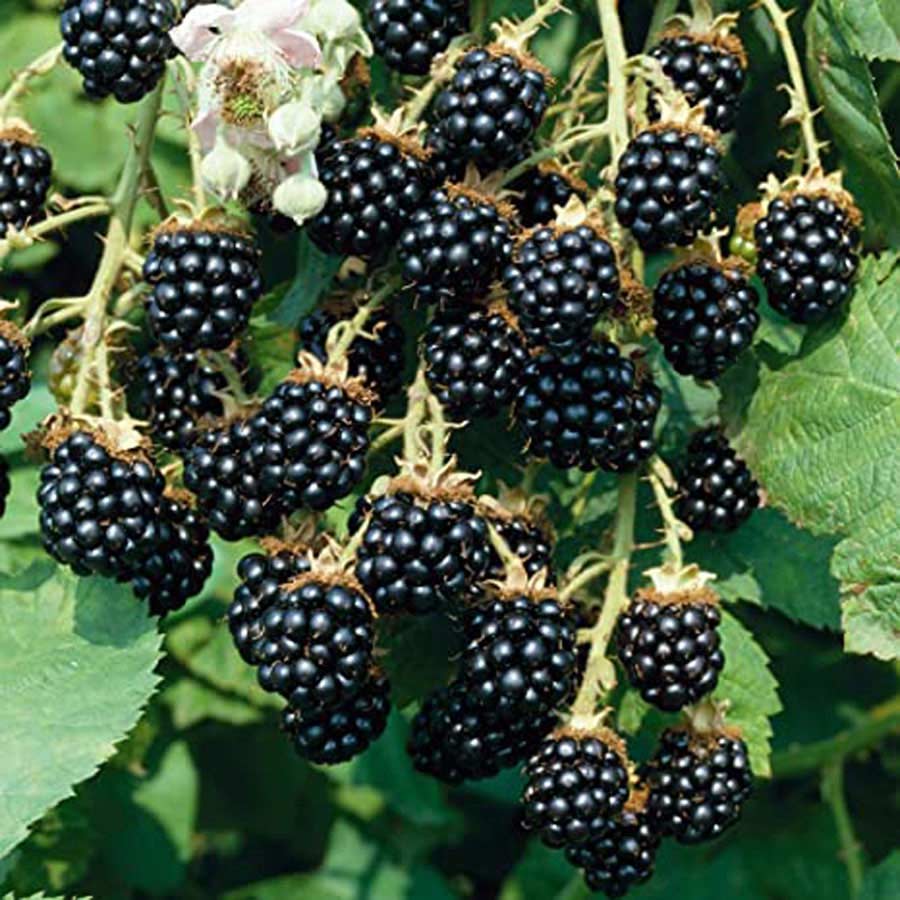Black Berry (Grafted)