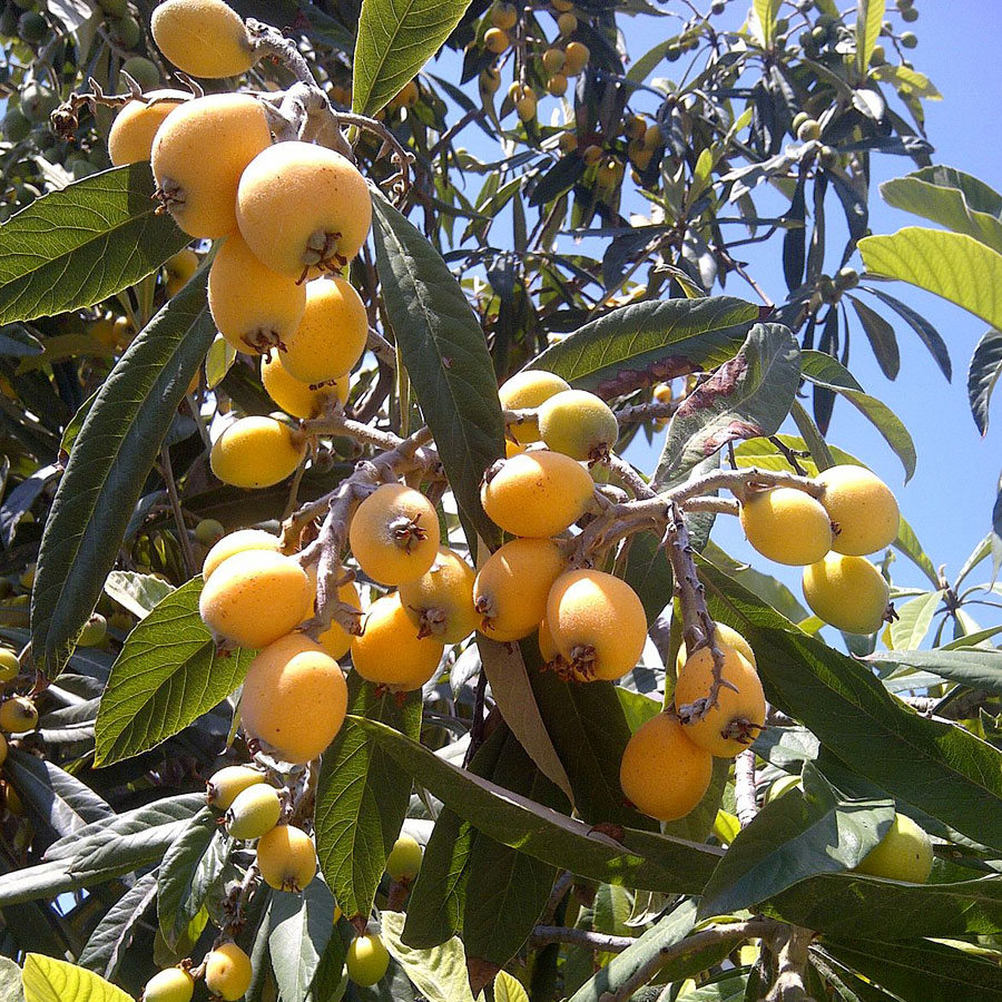 Loquat(Grafted)