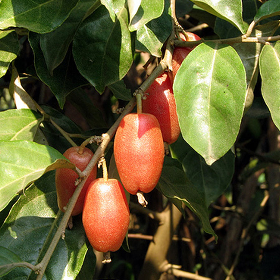 Soh-sang fruit