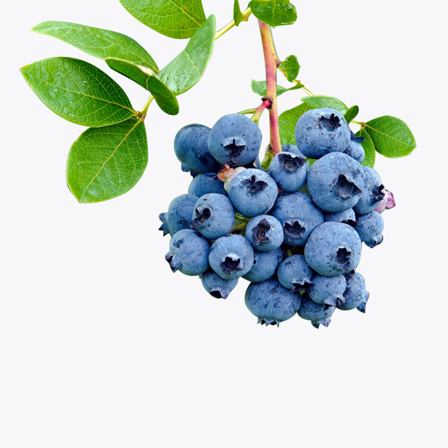 Blue Berry / బ్లూబెర్రీ(Grafted)