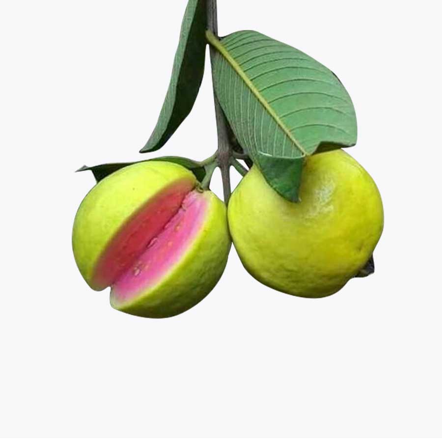 Lalit Guava / లలిత జామ(Grafted)