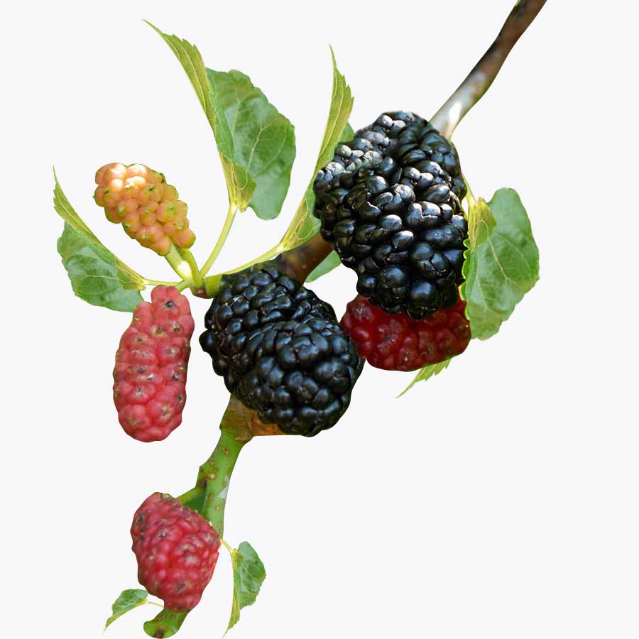 Mulberry (Morinda Citrifolia)(Grafted)