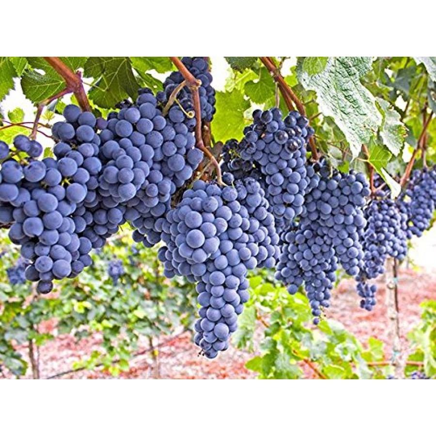 Grapes Blue  / నీలం ద్రాక్ష