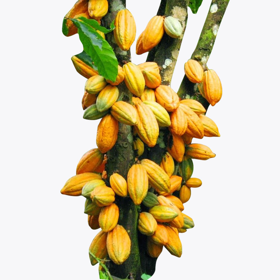Cocoa Plant / కోకో మొక్క