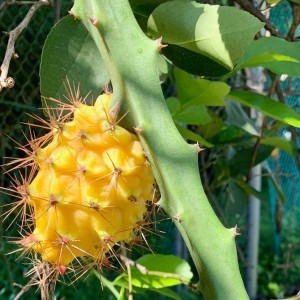 Dragon fruit [yellow] / డ్రాగన్ పండు [పసుపు]