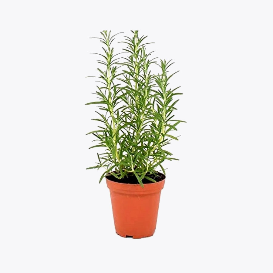 Rosemary Italian Herb