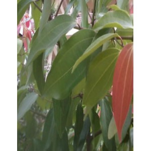 Bay Leaf plant /  బిర్యానీ ఆకు మొక్క