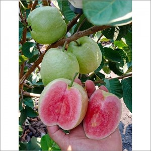 Japanese Guava