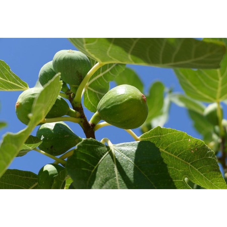 Fig Fruit / అంజీర్ పండు(Grafted)