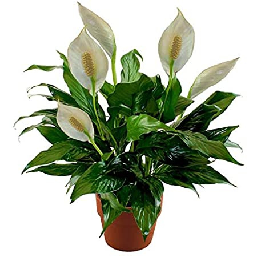 PEACE LILLY