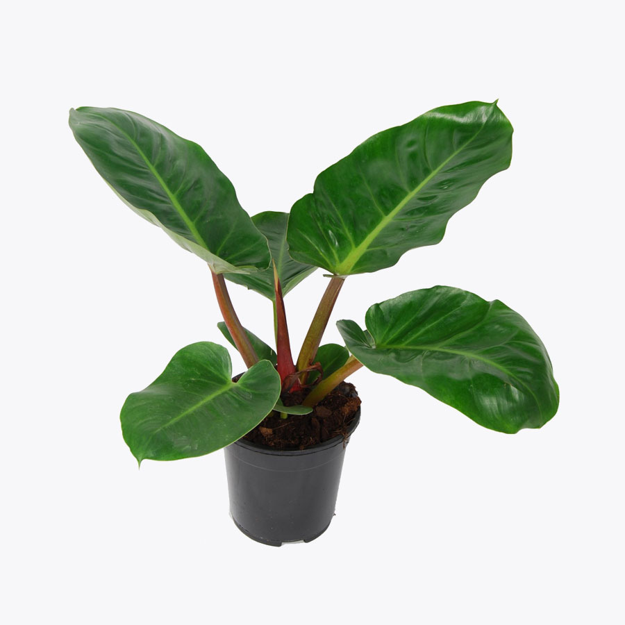Philodendron melinia gold