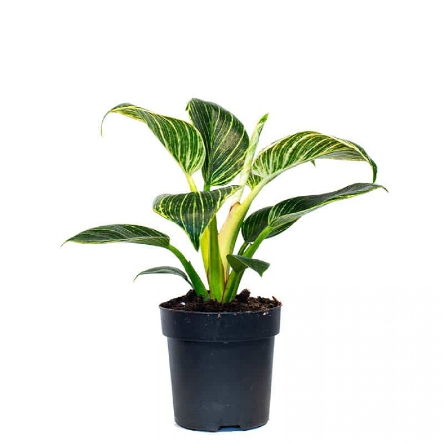 Philodendron brikins