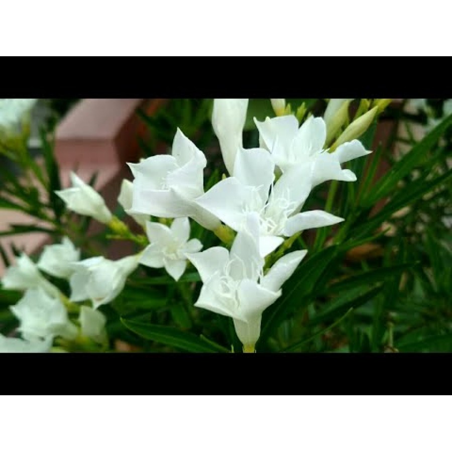 Nerium oleander plant / గన్నేరు చెట్టు(Pink,yellow,white)