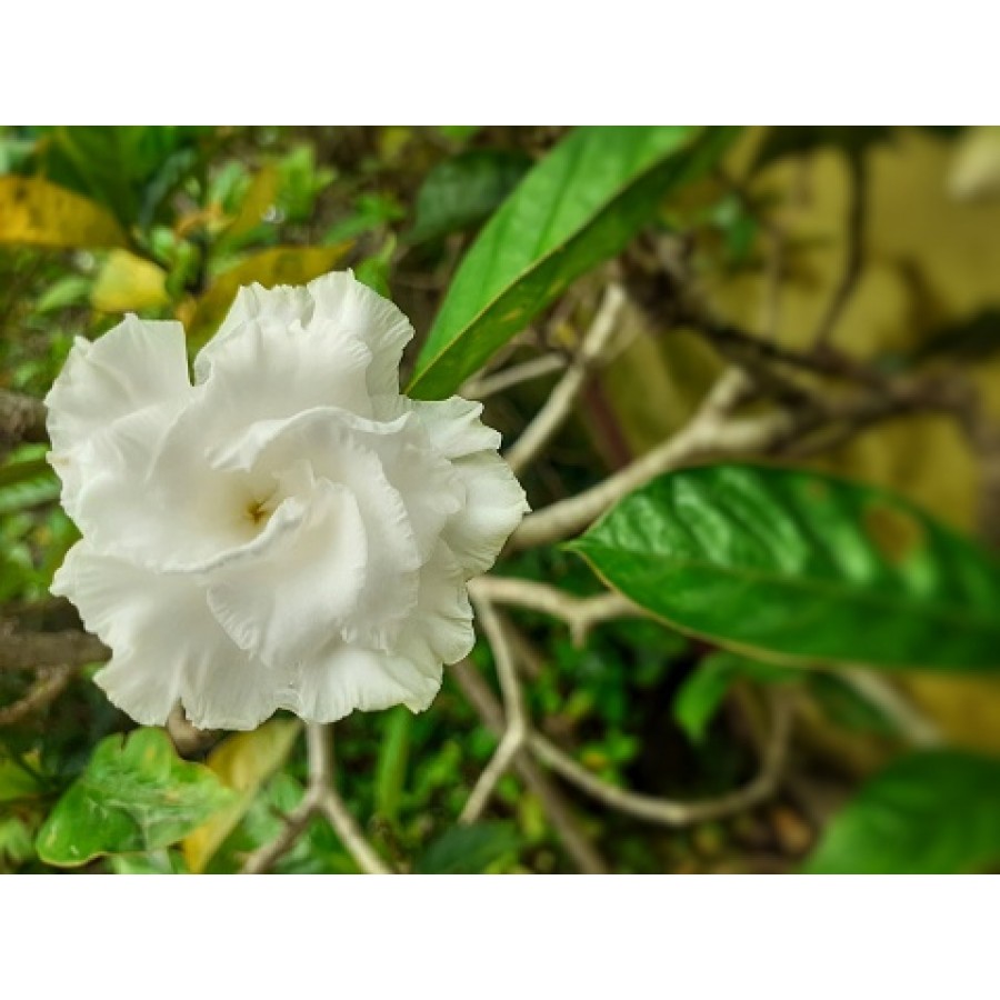Pinwheel Flower / నందివర్ధనం పుష్పం(Mudda,Rekka)