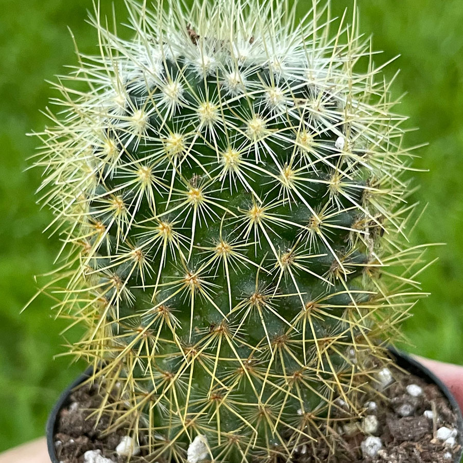 Pincustion Cactus