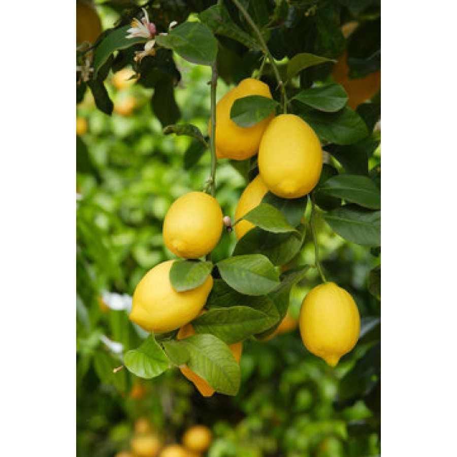 Balaji Lemon