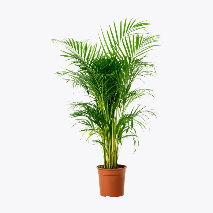 Areca palm plant / అరక తాటి మొక్క