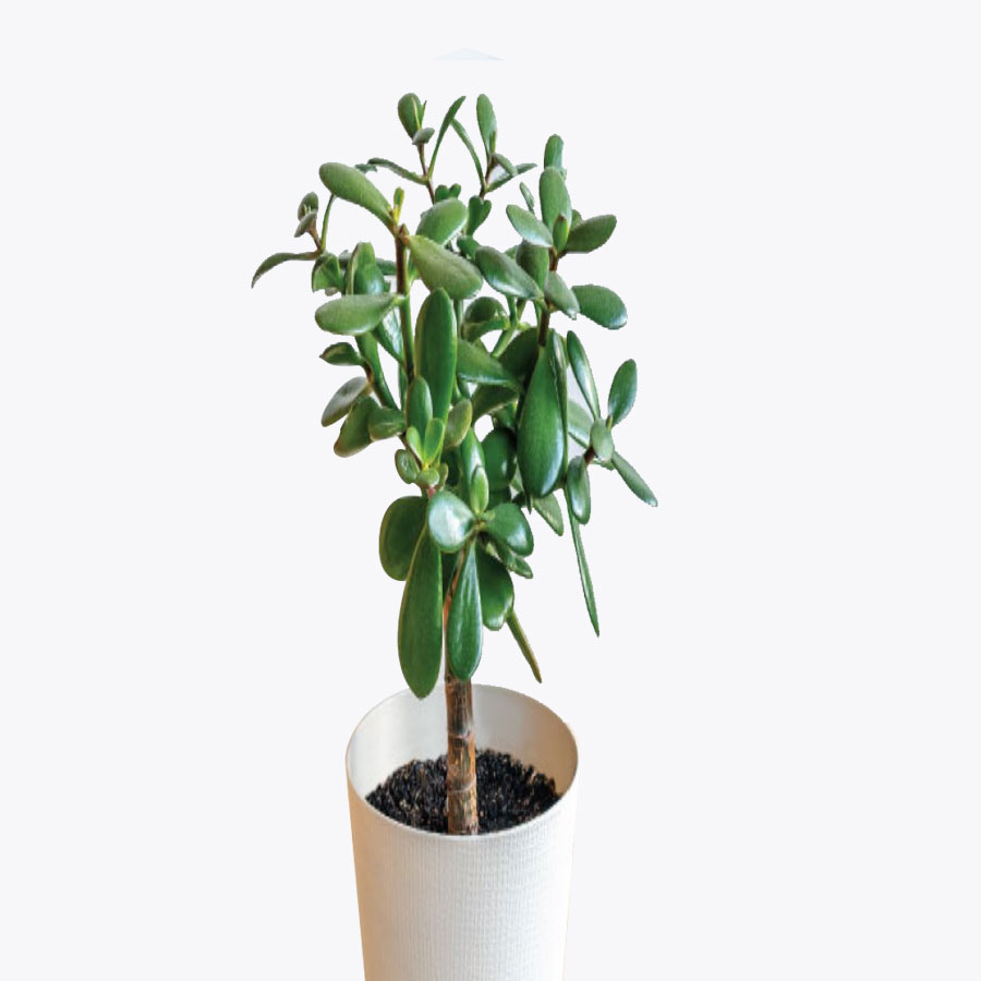Crassula green mini plant 