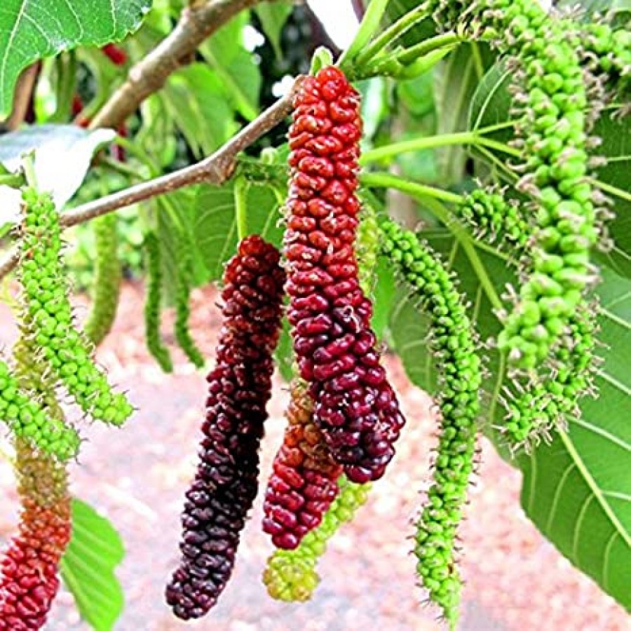 Thai mulberry(Grafted)