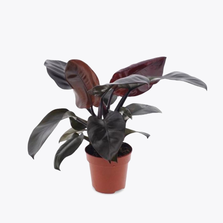 Philodendron black cordinal