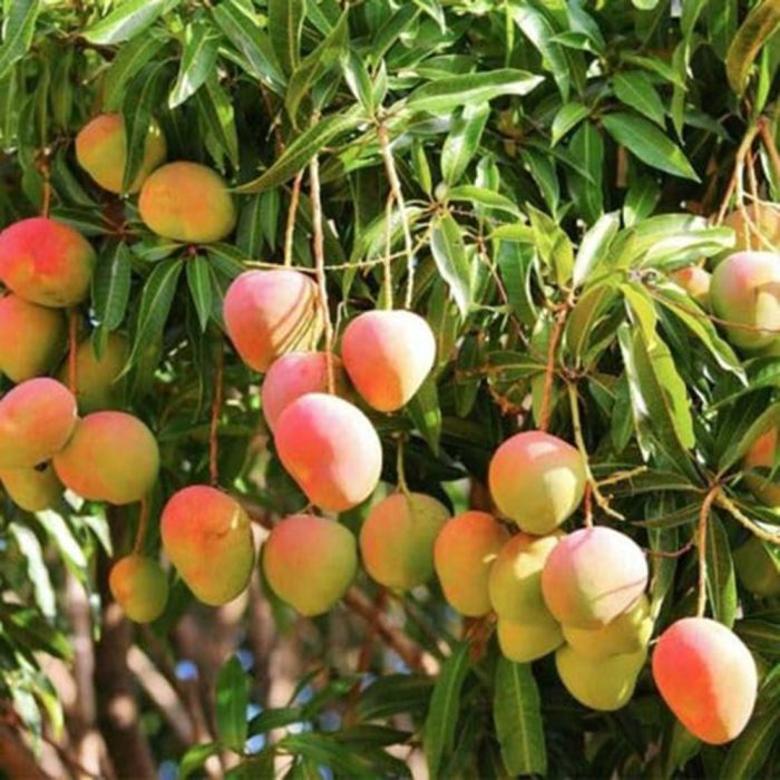 All Season Mango - Image 5