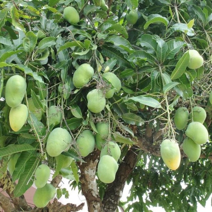 All Season Mango - Image 3