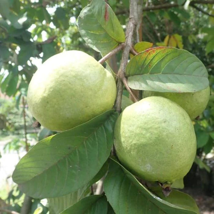 Allahabad Safeeda guava / అలహాబాద్ సఫీదా జామా(Grafted) - Image 2