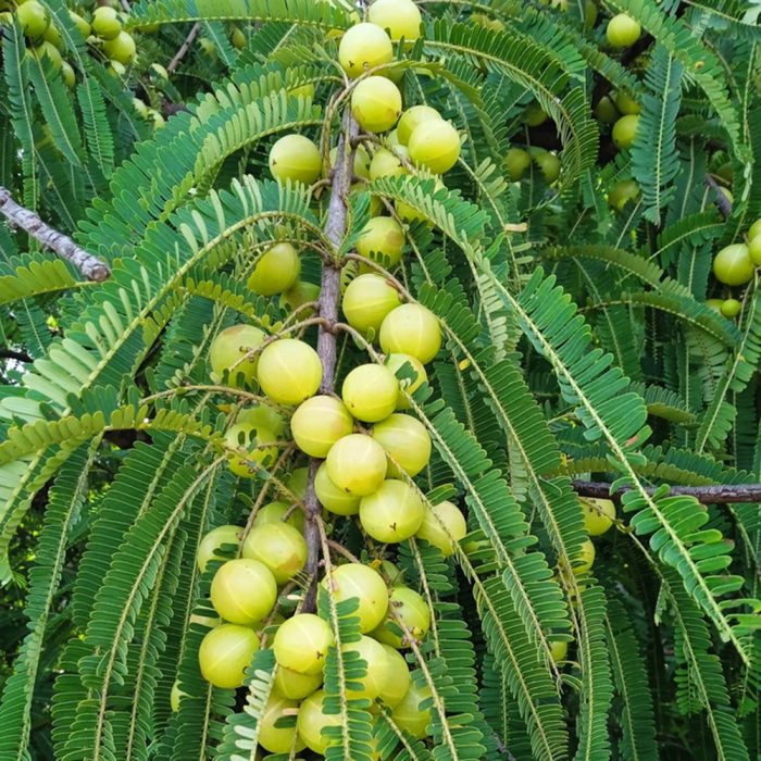 Amla / ఉసిరి(Grafted) - Image 2