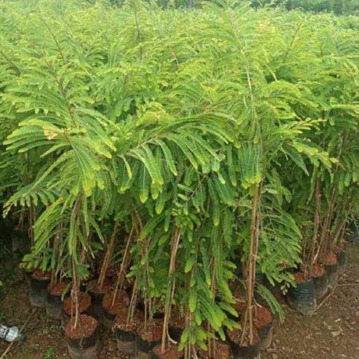 Amla / ఉసిరి(Grafted) - Image 4