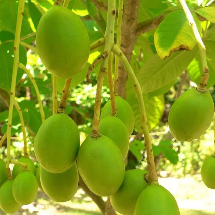 Amla / ఉసిరి(Grafted) - Image 5