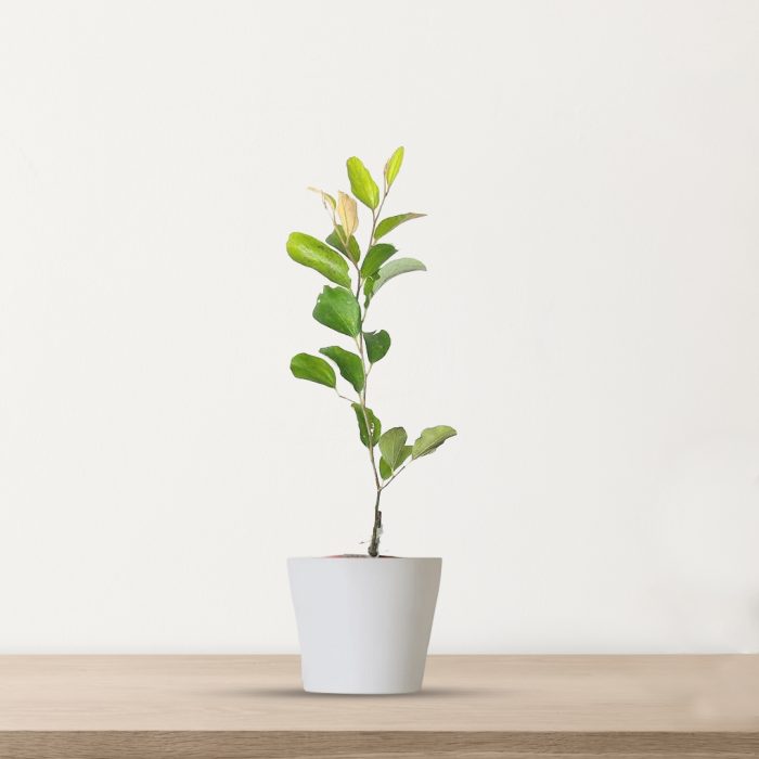 Apple Ber Green / ఆపిల్ బేర్(Grafted)