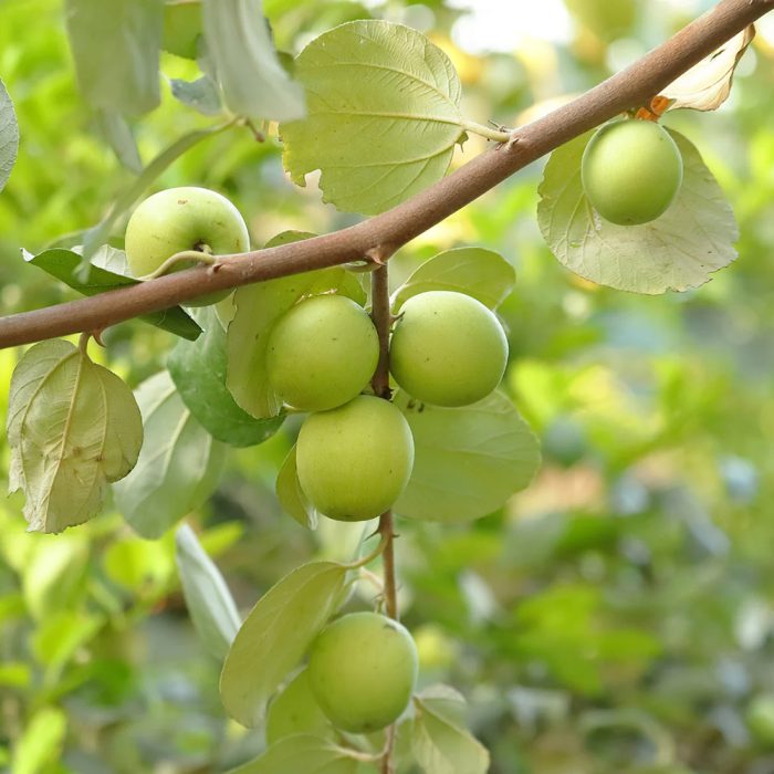 Apple Ber Green / ఆపిల్ బేర్(Grafted) - Image 2
