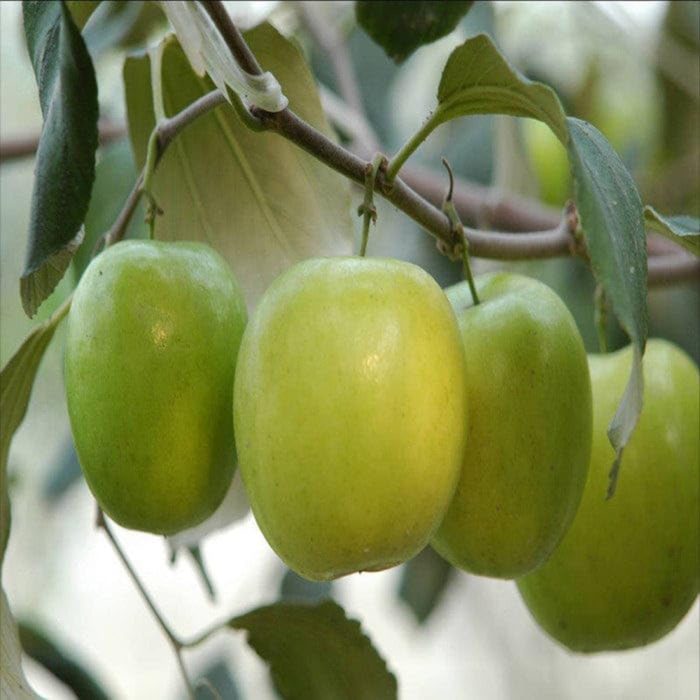 Apple Ber Green / ఆపిల్ బేర్(Grafted) - Image 3