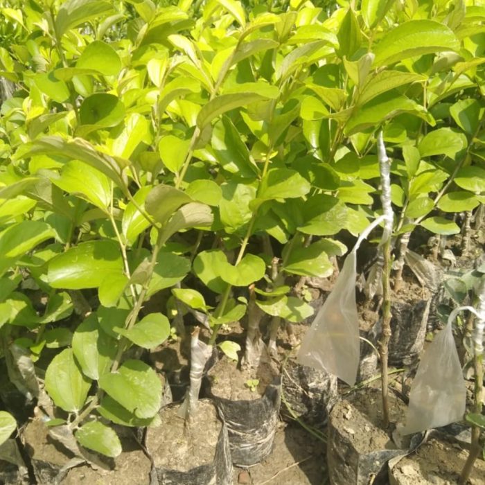 Apple Bear [red] / ఆపిల్ బేర్ [ఎరుపు](Grafted) - Image 2