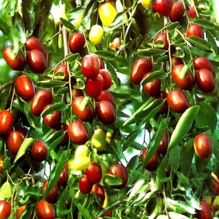 Apple Bear [red] / ఆపిల్ బేర్ [ఎరుపు](Grafted) - Image 3