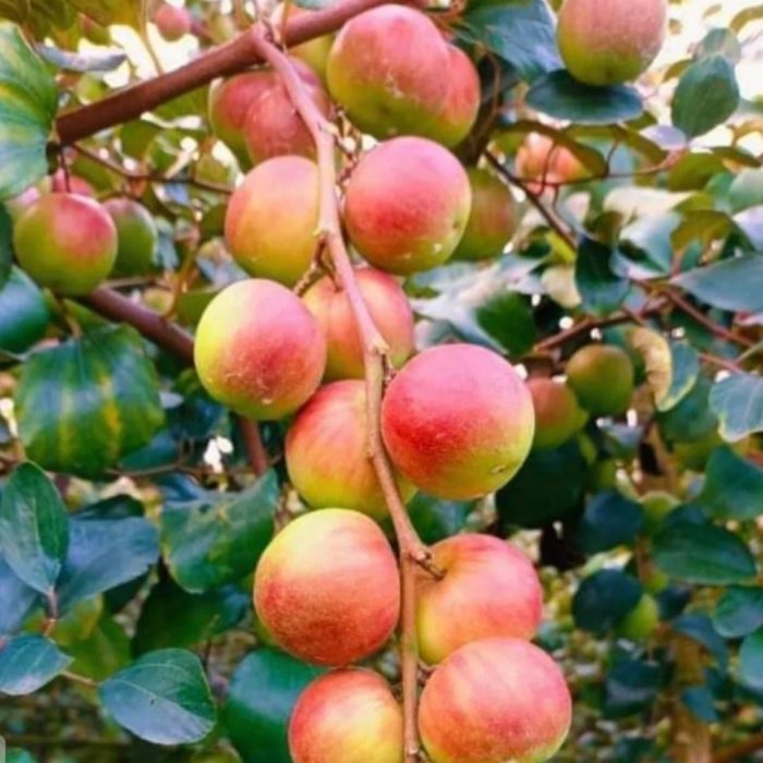 Apple Bear [red] / ఆపిల్ బేర్ [ఎరుపు](Grafted) - Image 4