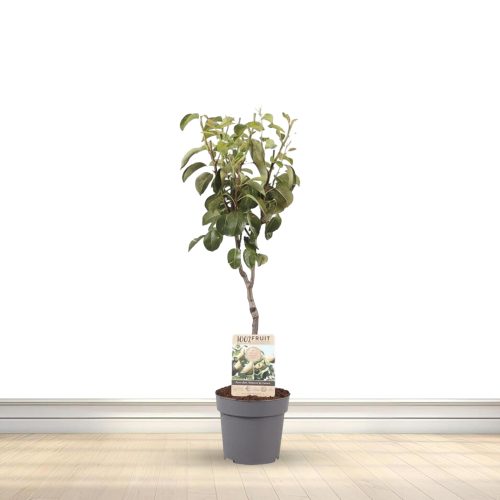 Asian Pear Plant / ఆసియా పియర్ మొక్కా(Grafted)