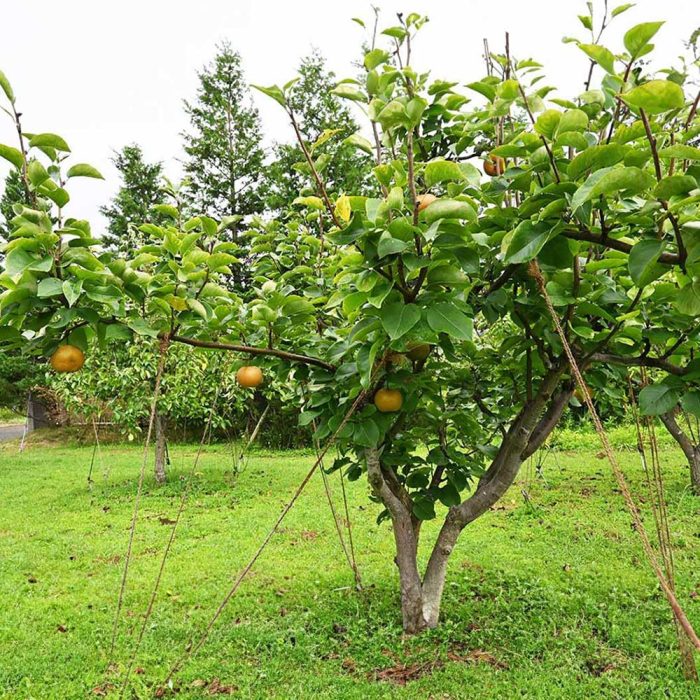 Asian Pear Plant / ఆసియా పియర్ మొక్కా(Grafted) - Image 2