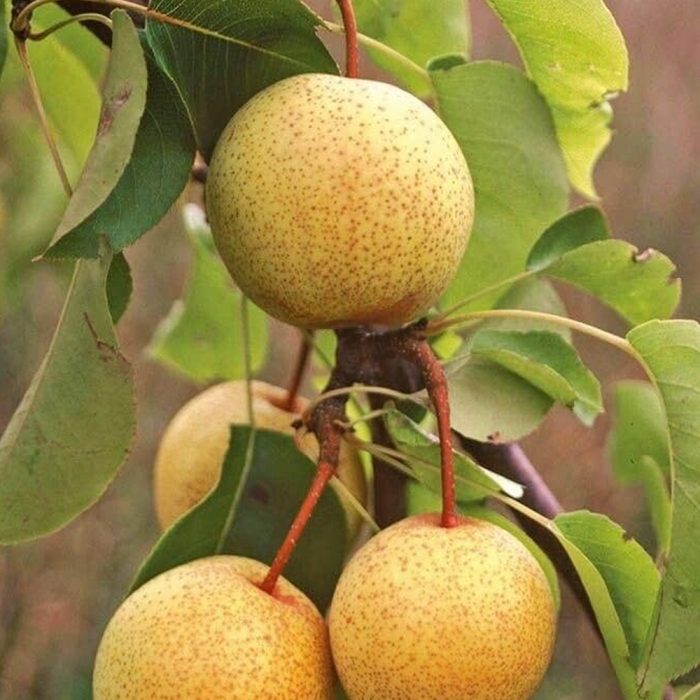 Asian Pear Plant / ఆసియా పియర్ మొక్కా(Grafted) - Image 4
